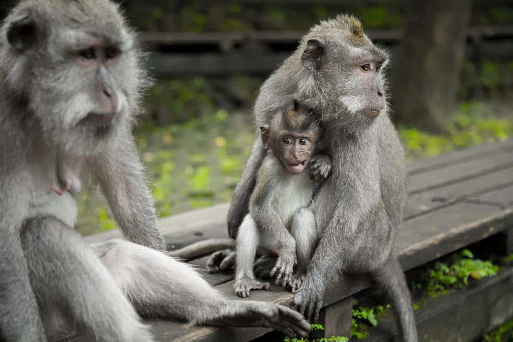 los secretos de Bali monos ubud