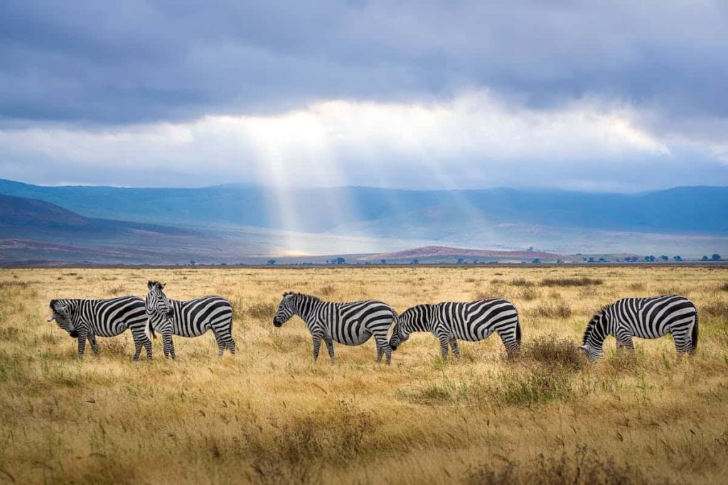 dónde viajar este verano safari en áfrica prepara tu maleta